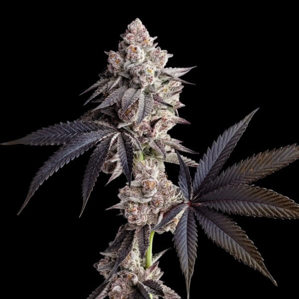 Blue Lobster Cannabis