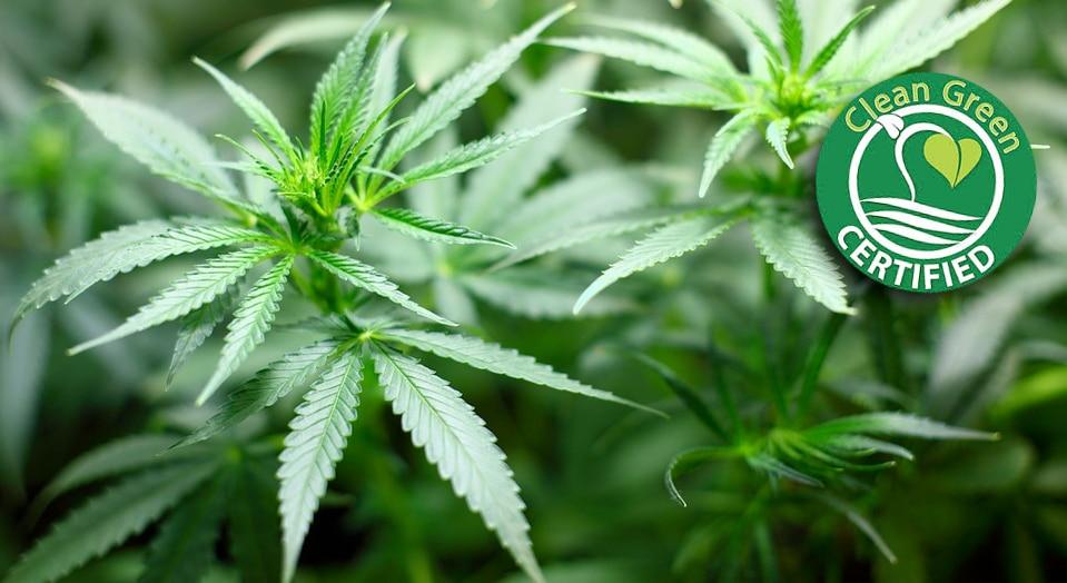 Featured image for Clean Green Is Keen