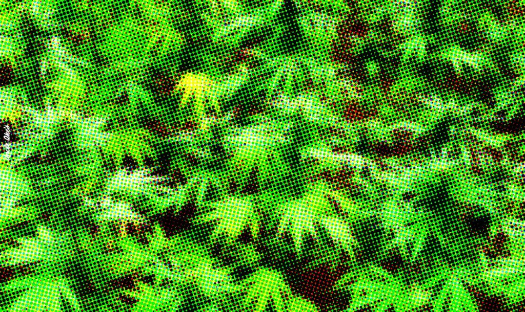 Featured image for Indica, Sativa or Blend? Tips for Marijuana Newbies