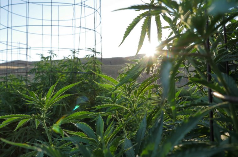 Featured image for A Brand New Day at Leafwerx